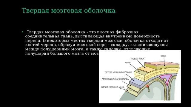 Оболочка образованная плотной соединительной тканью. Строение твердой мозговой оболочки. складки твердой мозговой оболочки. твердая мозговая оболочка образована тканью. твердая мозговая оболочка участвует в образовании.