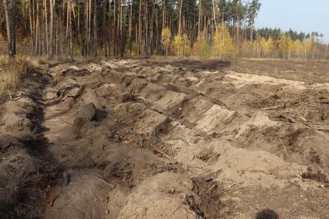 Ленинском лесхозе