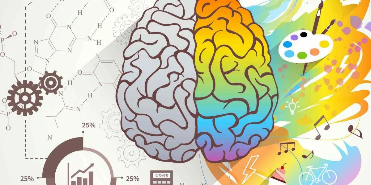 Два полушария мозга. Творческое полушарие мозга. Инфографика мозг полушария. Эмоциональный интеллект правое полушарие.
