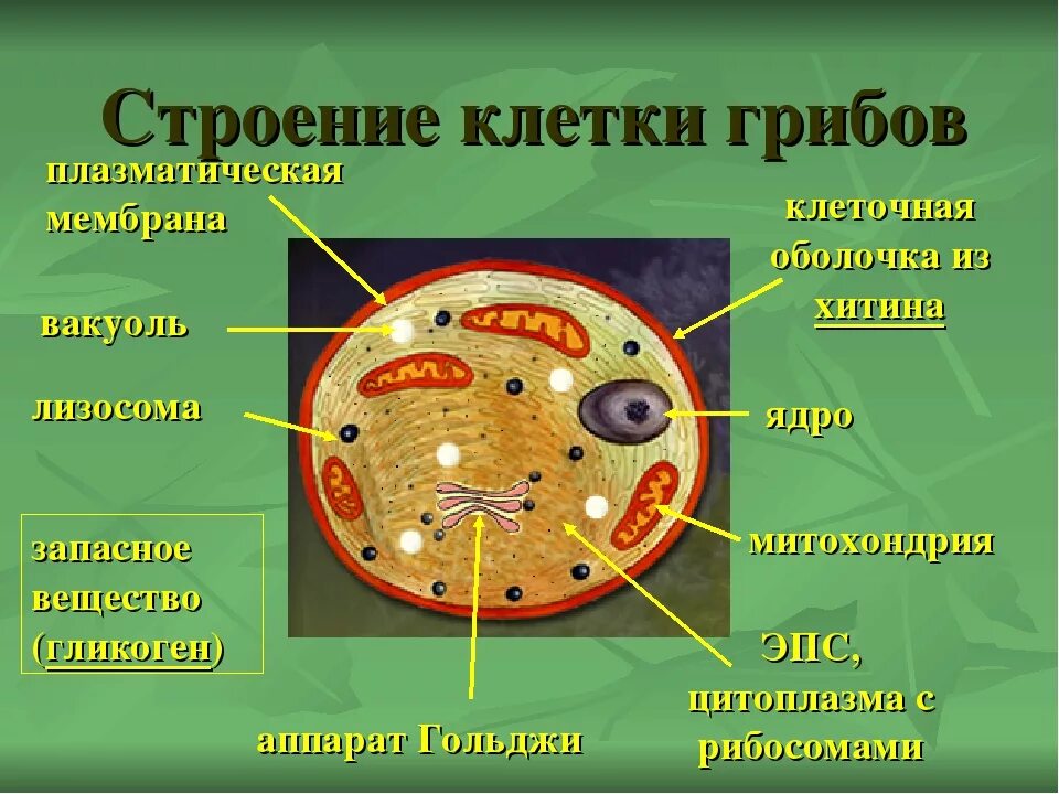 У грибов клеточное строение или нет