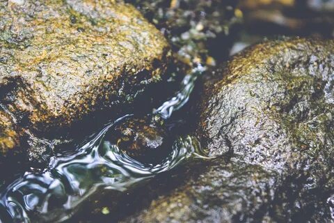 Вода порода