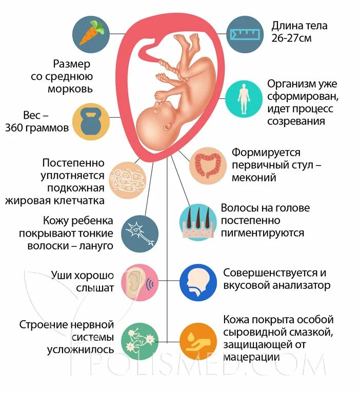 Срок беременности 21 неделя