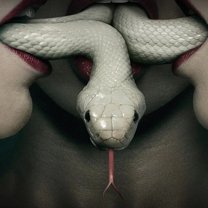 Змея с языком. Раздвоенный язык змеи.