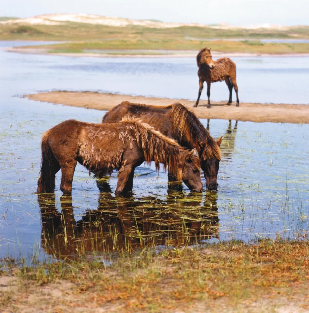 Wild horse islands the hunt. Дикие лошади острова Сейбл. Остров Сейбл лошади. Остров Сейбл Канада лошади. Дикая лошадь на острове в Канаде.