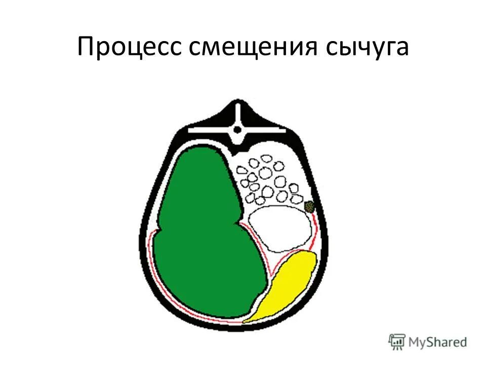 Симптомы смещения сычуга у крс. Смещение сычуга у коров. Диагностика смещения сычуга. Смещение сычуга у коров. Смещение сычуга у коров.