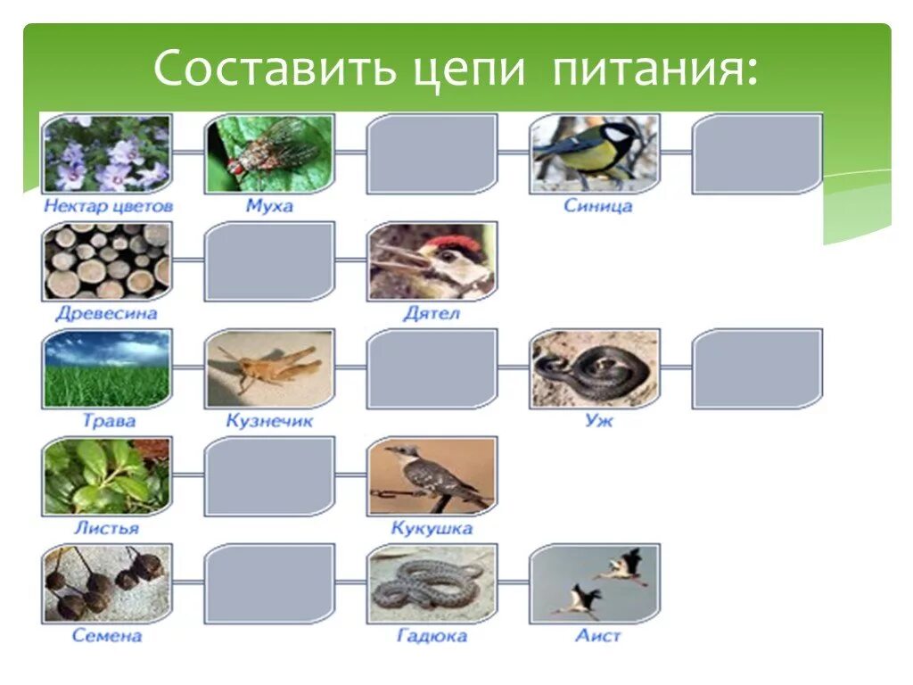 Цепочка питания биология 5. 6 Цепочек питание биология. Три Цепочки питания по биологии 6. Цепь питания биология 6 класс схемы. Решение задач по теме цепи питания