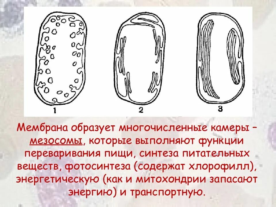 Мезосомы есть у животных. Бактерии дробянки. царство бактерии дробянки. мезосомы. мезосомы выполнения функции.