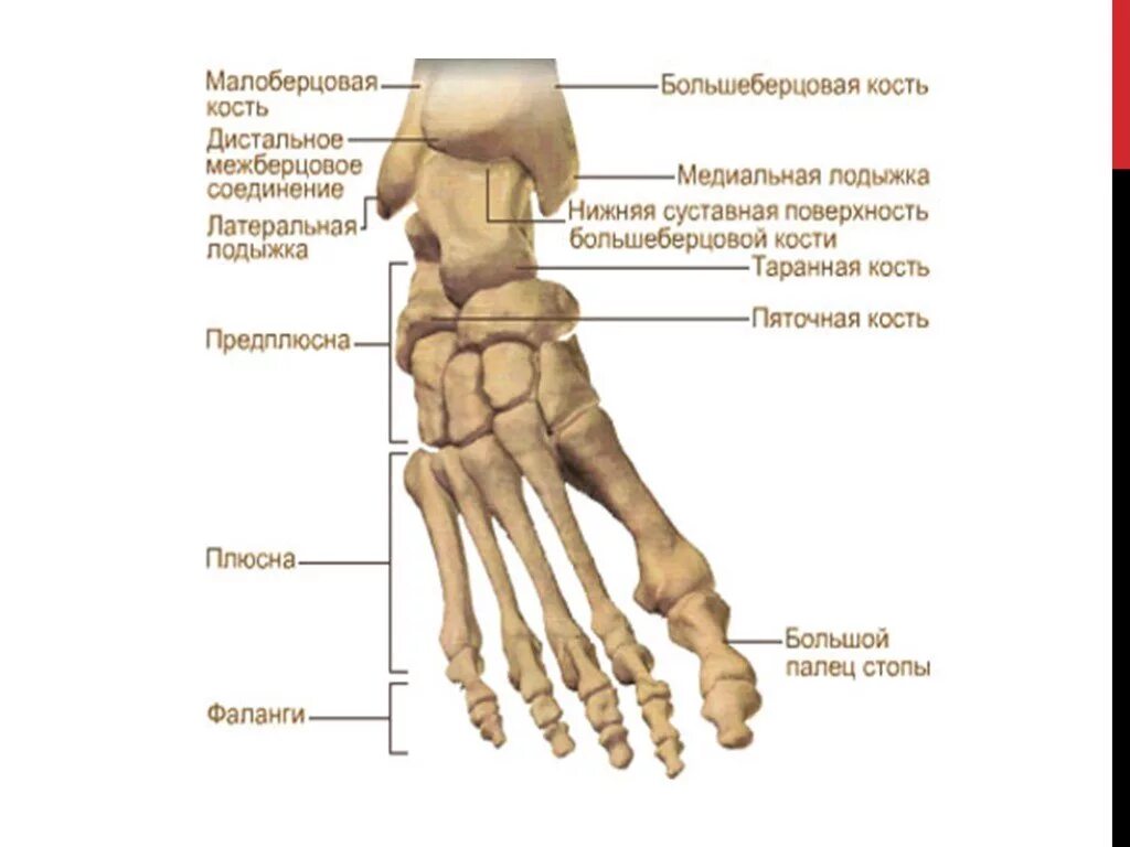 Строение стопы человека кости. Кости стопы анатомия названия. Стопа строение костная анатомия. Кость стопы строение.