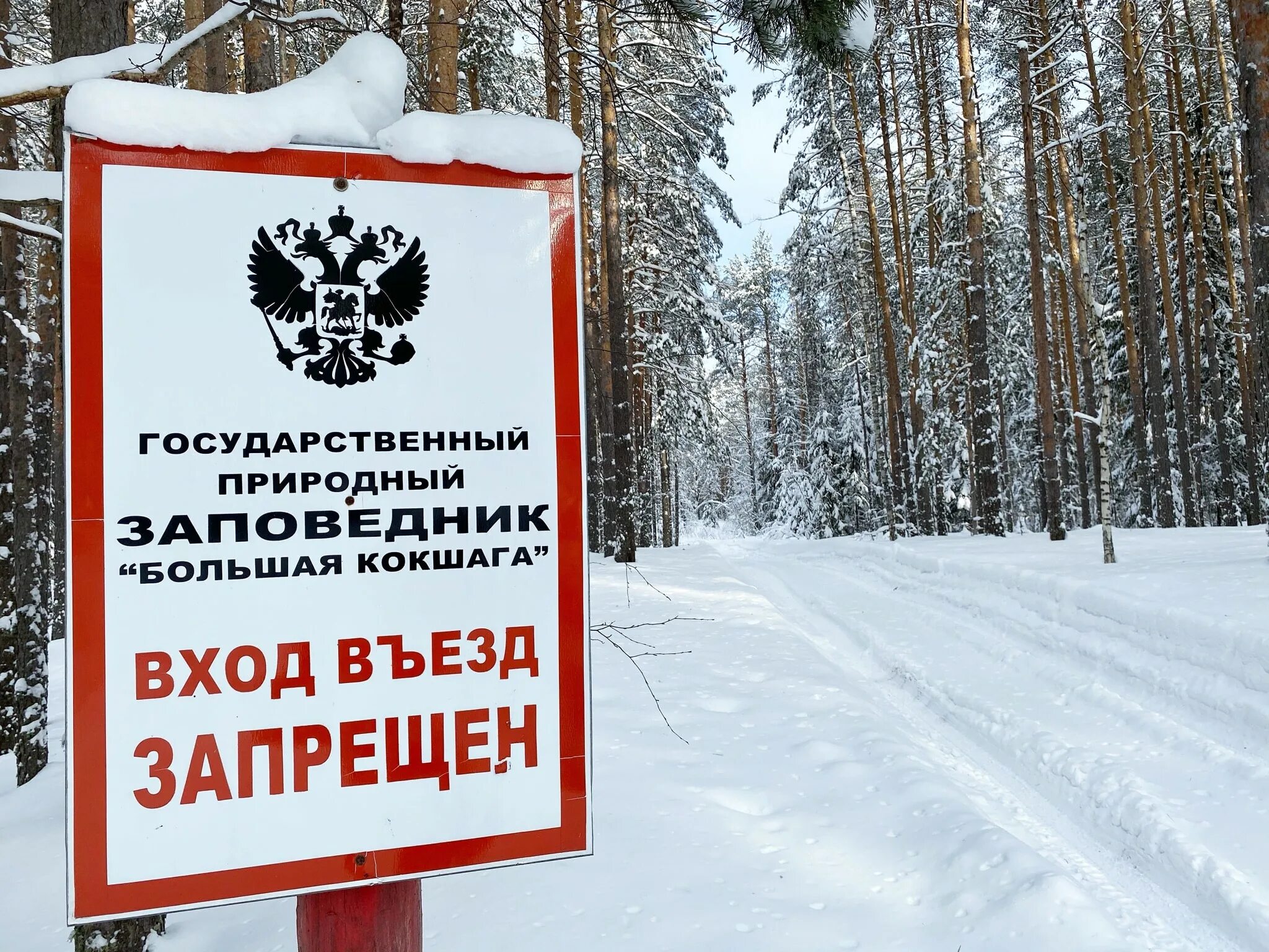 На территории заповедника запрещено. Йошкар-ола заповедник большая кокшага. государственный природный заповедник большая кокшага. охрана заповедника большая кокшага. заповедник большая кокшага республики марий эл животные.