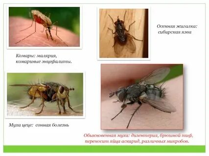 Насекомые вредители и переносчики заболеваний