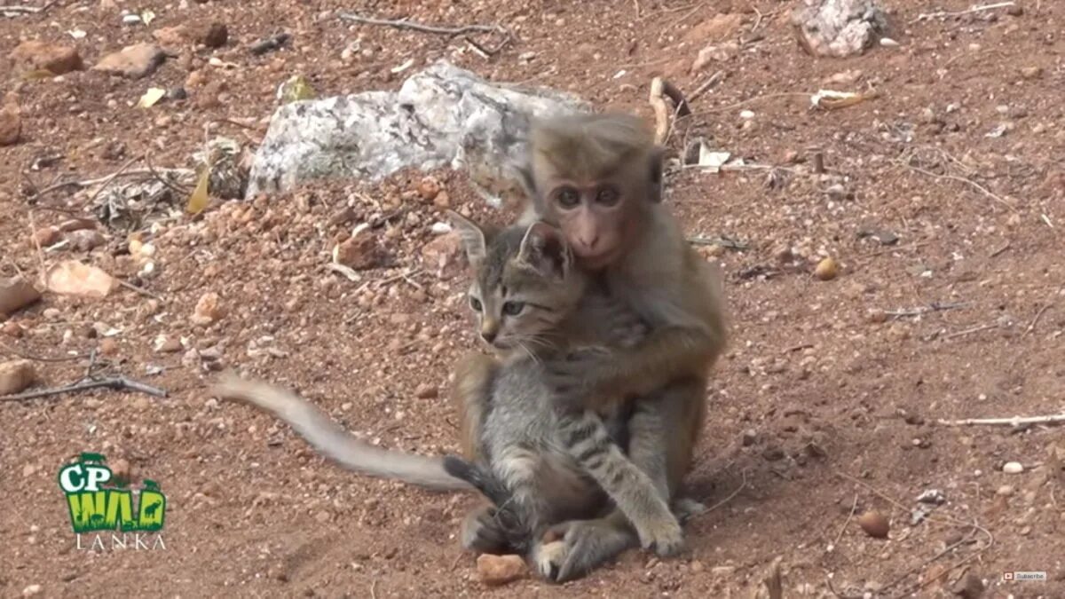 Обезьяна и кот. Обезьянка и котенок. Обезьяна и кошка. Мартышка и кот. Мартышка с кошкой.