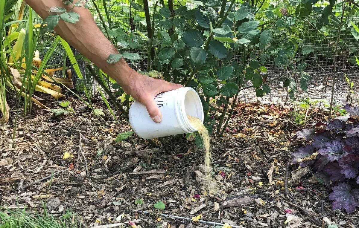 Можно ли поливать кусты. Осенняя подкормка роз. Полив роз. Удобрение для роз. Осеннее внесение удобрений.