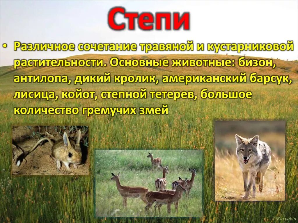 Примеры сообществ живых организмов. Организмы в степи. Организмы обитающие в степи. Взаимодействие + + в степи. Организмы в Степной зоне.