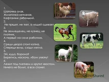 Загадка шапочка алая жилеточка нетканая кафтанчик рябенький
