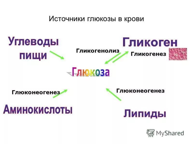 Жиры являются источниками жирорастворимых витаминов. Жиры чалятся источниками. Жиры для организма являются источником. Жиры источники глюкозы. Дмры являются источниками.