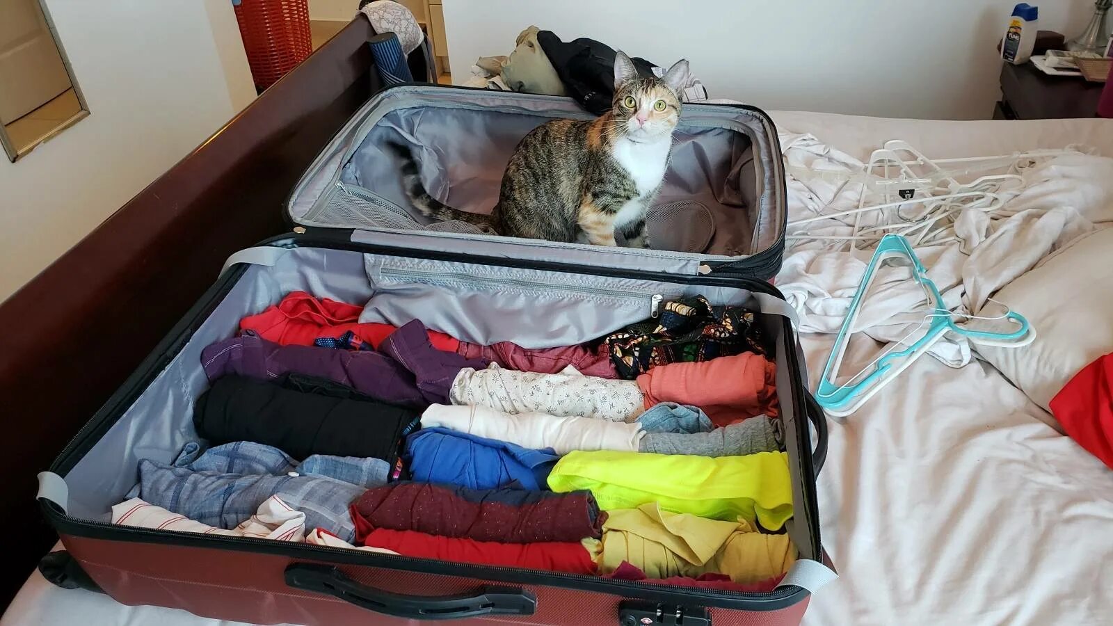 Кот мару порода. Кошка с чемоданом. Переезд в другой город. Котик едет в поезде. Переезд кот не ест.