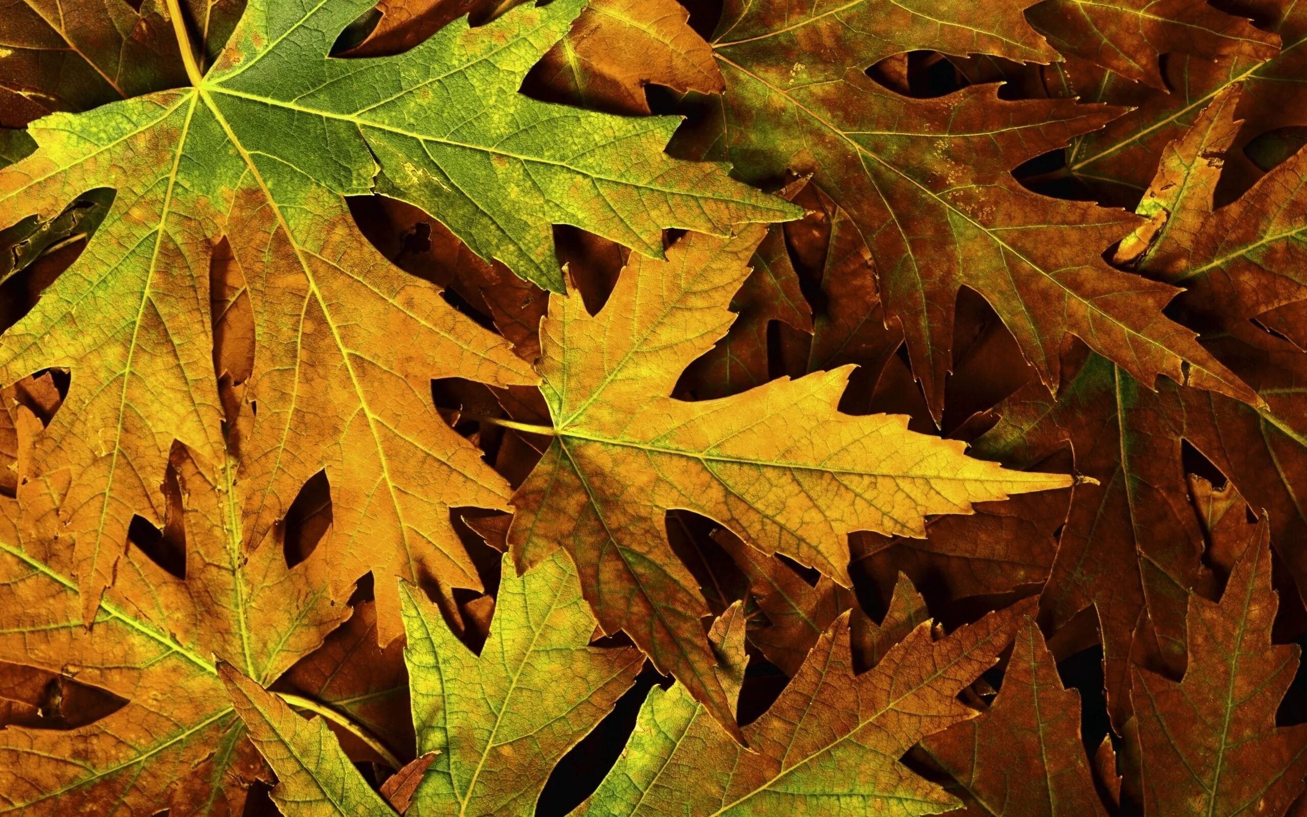 Лист осени фото. Листья. Осень листья. Листики осенние. Кленовый лист.