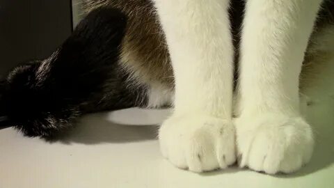 Leg cat
