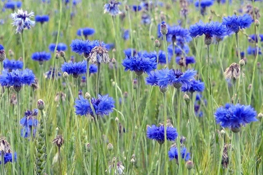 Растения василек синий. Василек полевой Centaurea cyanus. Василек Луговой синий. Василек синий (Centaurea cyanus). 6. Centaurea cyanus- Василёк синий.