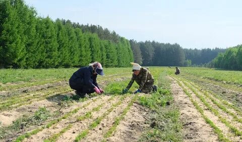 Работы в лесных питомниках