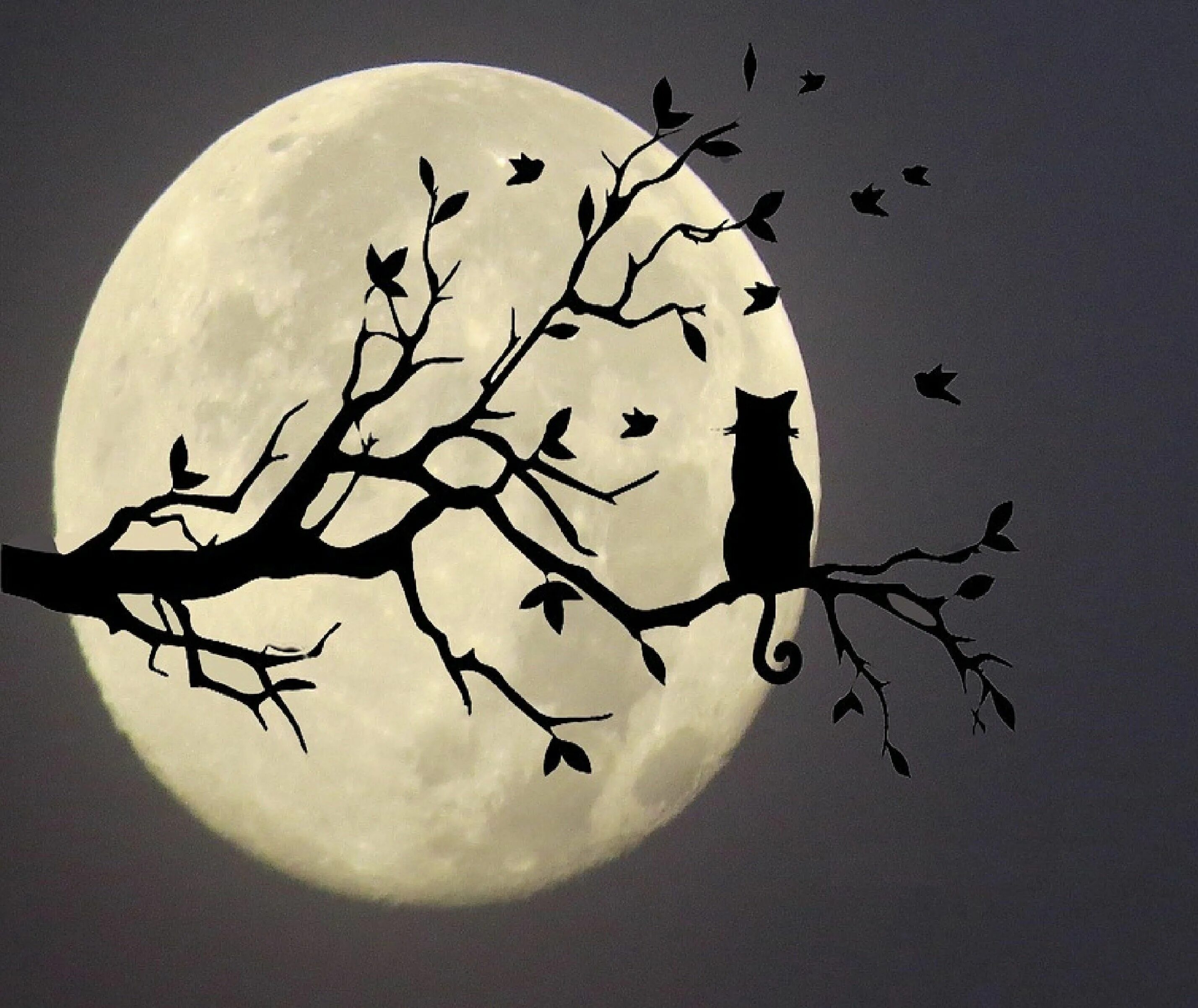 В круг дерева ночи. Силуэт на фоне Луны. Кошка на фоне Луны. Луна фон. Силуэт кота на фоне Луны.