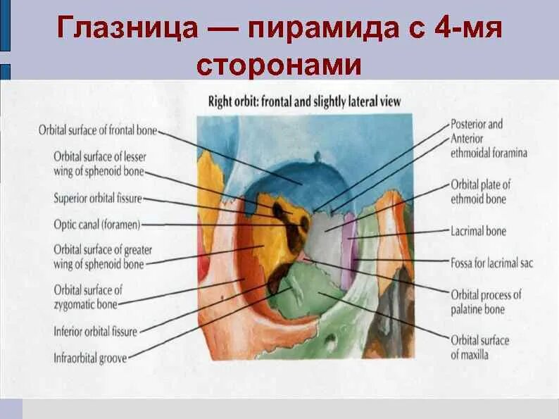 Части глазницы. Стенки полости глазницы. Стенки глазницы анатомия. Строение глазницы. Верхняя стенка глазницы анатомия.