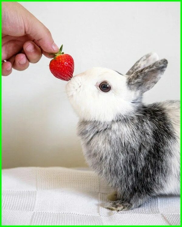 Можно ли кроликам клубнику. Что едят зайцы. Что едят кролики. Кролик кушает.