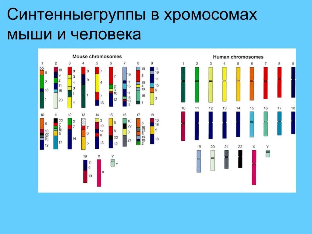 Количество генов. Геном мыши и человека. Хромосомы мыши. Расшифровки генома мыши. Сходство генов человека.