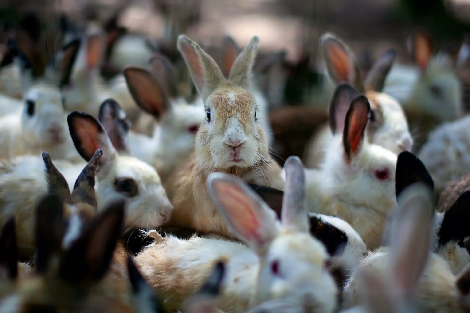 Много зайки. Остров кроликов Окуносима. Остров кроликов Окуносима в Японии. Кролики в Австралии Нашествие. Стадо кроликов.