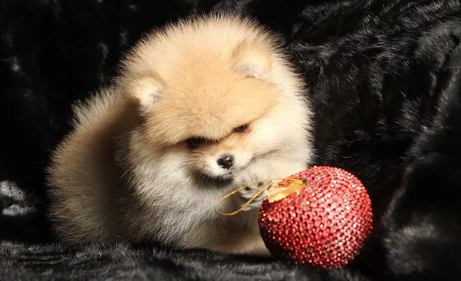 питомник померанских шпицев. щенки шпица купить в москве недорого от частных заводчиков. элларис питомник нижний новгород. шпиц малый померанский питомник. питомник померанских шпицев.