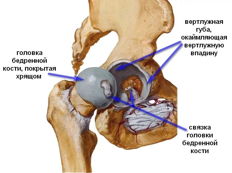 Связки тазобедренного сустава головки бедра. Связка головки бедренной кости. Сустав головки бедренной кости. Суставная губа тазобедренного сустава анатомия. Амортизация суставов