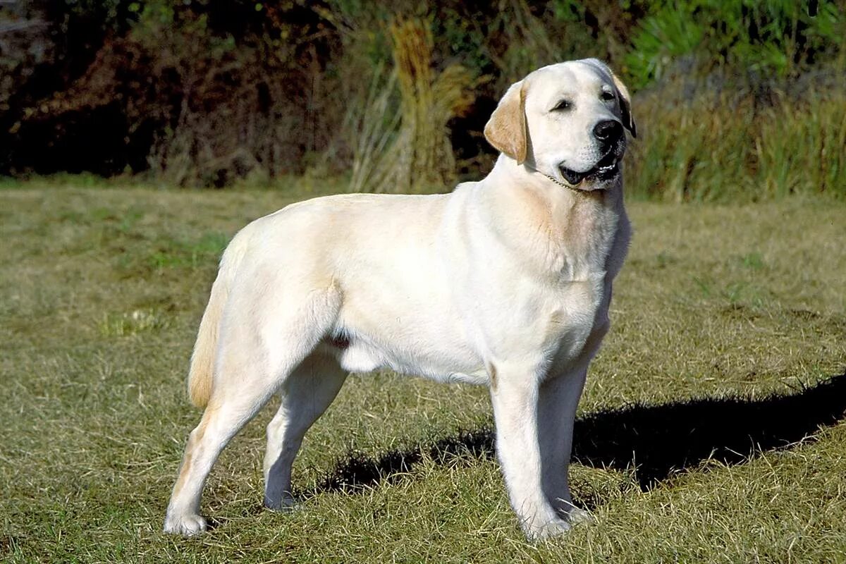 Лабрадор ретривер. Лабрадор-ретривер (Labrador Retriever).. Лабрадор ретривер короткошерстный. Лабрадор ретривер Голден короткошерстная.