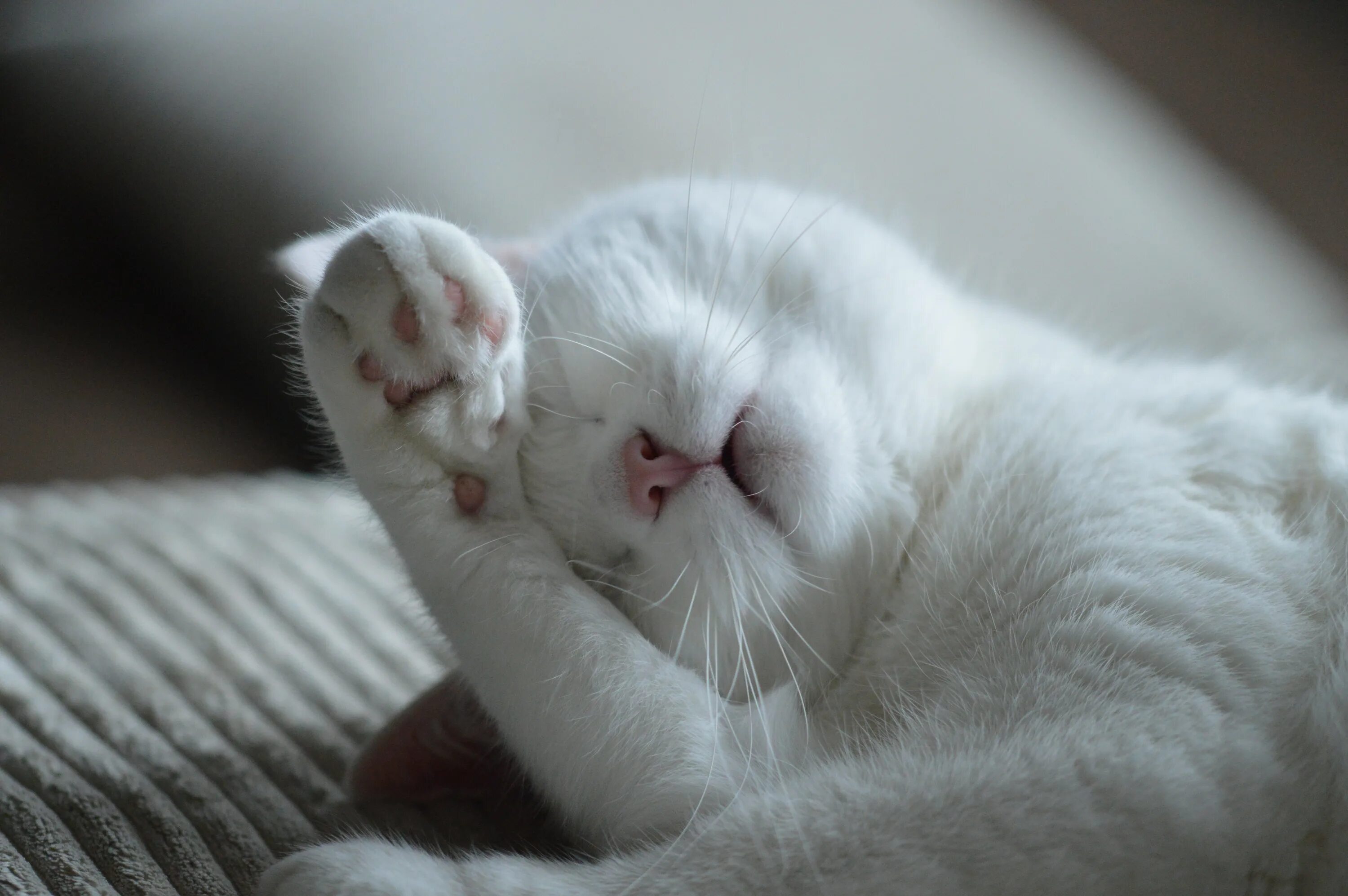 Кот прячет нос. Спящий кот. спящие котята. спящий белый кот. белый котик.