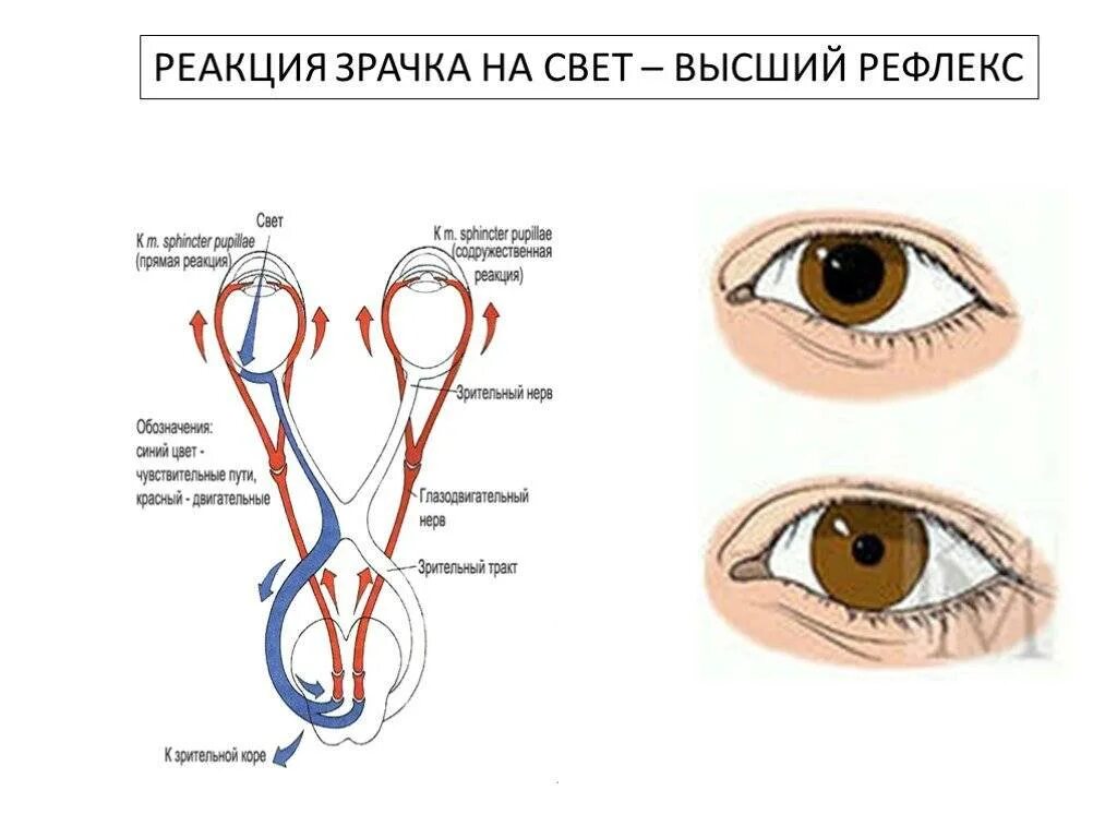 Отсутствие реакции зрачка на свет признак отсутствия. Реакция на свет зрачковый рефлекс. Рефлекс сужения зрачка на свет. 3. Зрачковый рефлекс. Реакция зрачка схемы.