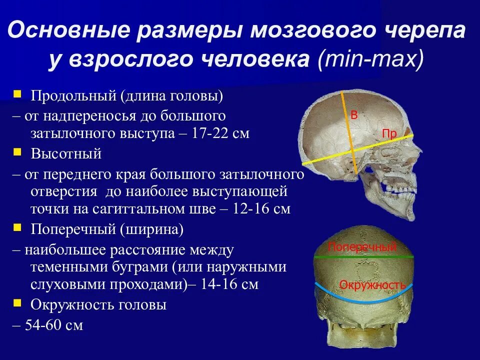 Размеры черепа. Основные Размеры мозгового черепа. Продольный диаметр черепа. Сагиттальный размер черепа.