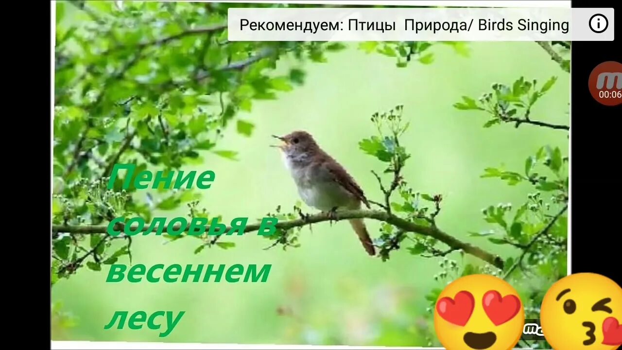 Поставь пение соловьев. Трели соловья управление. Судья пения соловья. Пение соловья для нормализации давления. Звукоподражательные слова пение соловья.