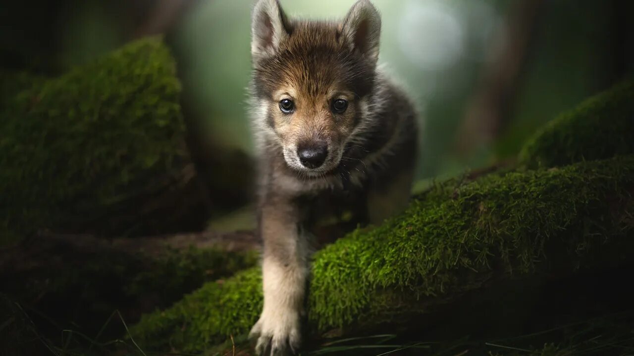 Черный и белый волк. Черный волк с волчатами. Wolf tiger. Волчица с волчатами. Волчата на телефон.