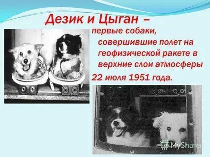 Первыми в космосе побывали наши друзья