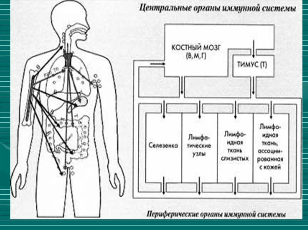 Центральные органы иммунной системы. Периферические органы иммунной системы. Схема расположения центральных и периферических органов иммунитета. Вторичные органы иммунной системы.