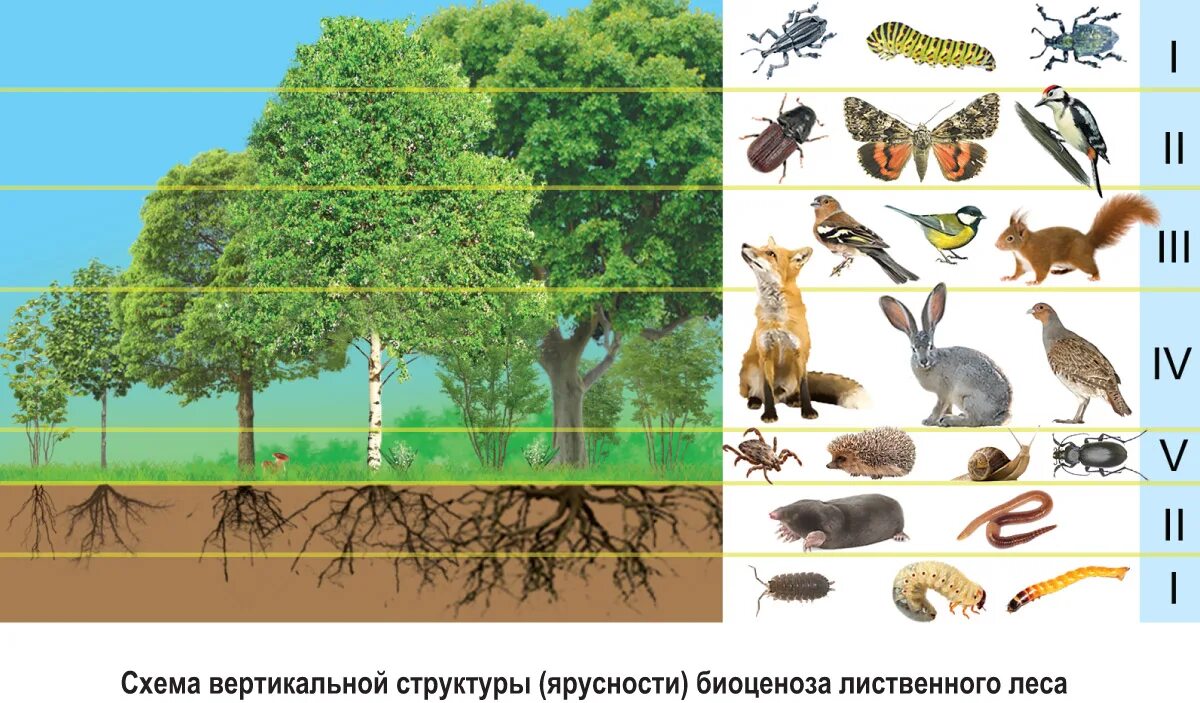 Чем характеризуется биоценоз смешанного леса ярусность плохой. Ярусность лесного биоценоза. Ярусность в биоценозе лиственного леса. Биоценоз этажи леса. Подземная ярусность биоценоза.