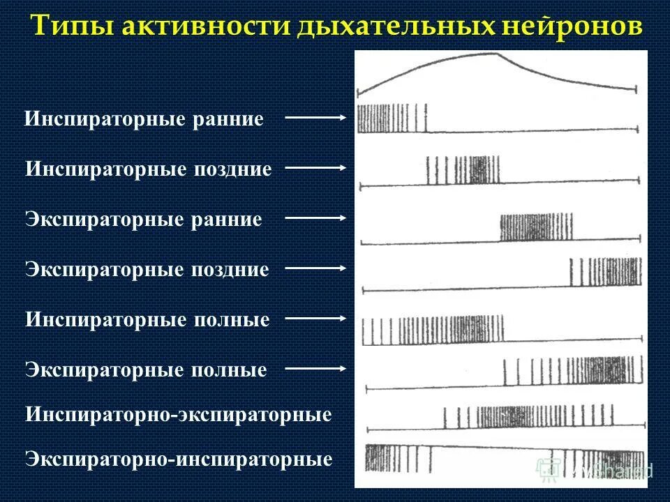 Классификация нейронов дыхательного центра. Активность нейронов. Ведущая деятельность предметно манипулятивная. Редакторская деятельность журналистики. Инспираторные и экспираторные нейроны дыхательного центра.