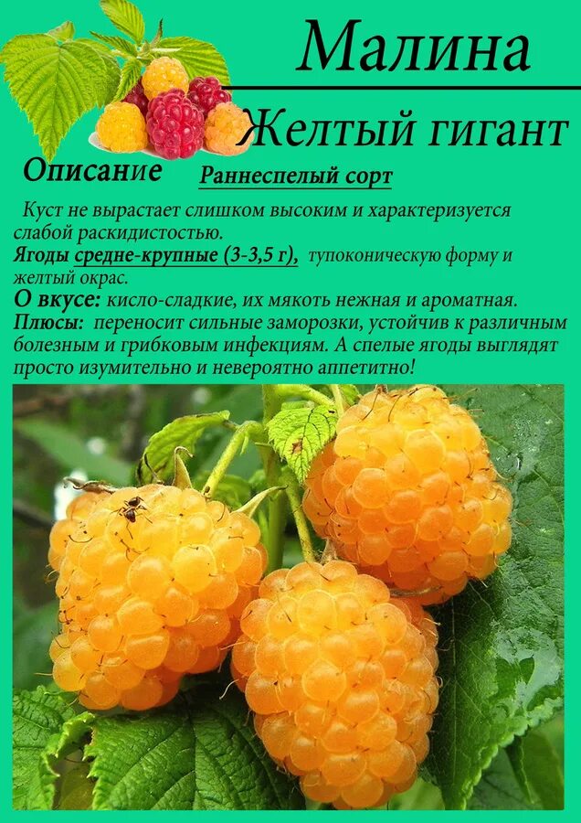 Малина Абрикосовая: описание сорта, фото, отзывы