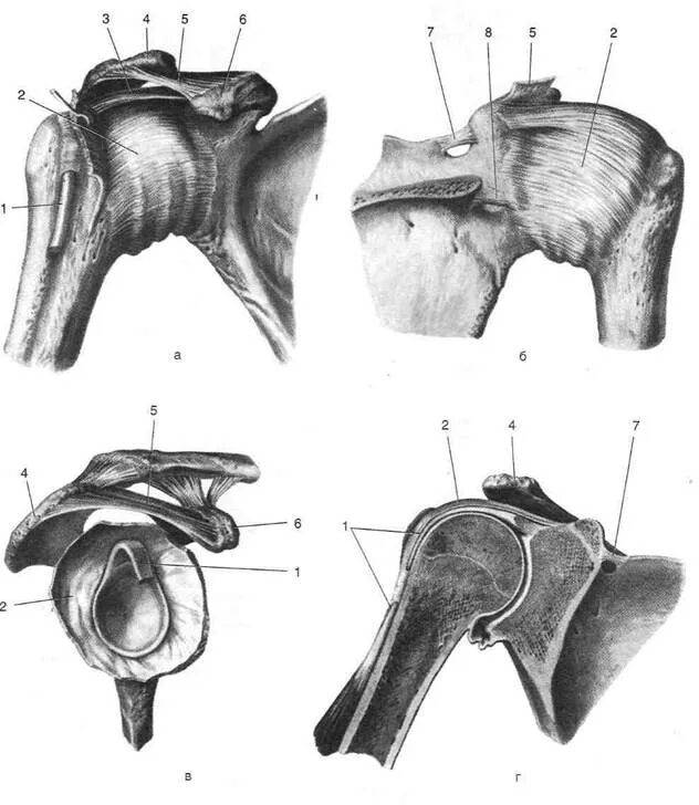 Анатомия плечевого сустава. Плечевой сустав анатомия. Плечевой сустав Синельников. Связки плечевого сустава анатомия. Плечелопаточный сустав анатомия человека.