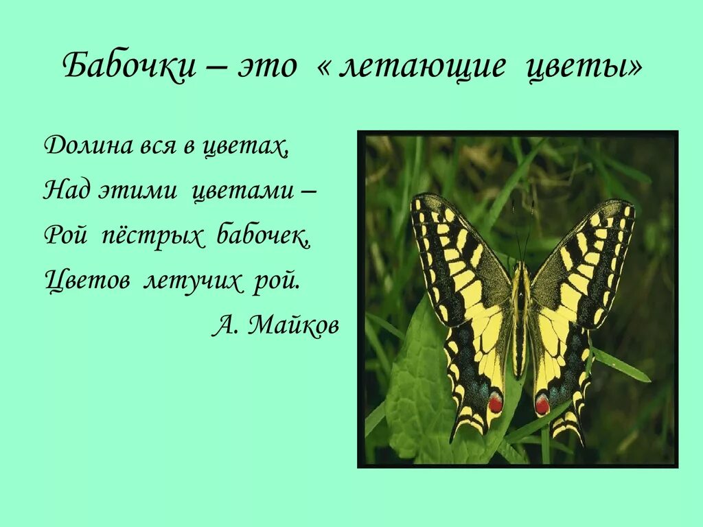 Стих про бабочку. Стихи про бабочку красивые. Стих про бабочку короткий. Загадка про бабочку. Почему бабочка летает