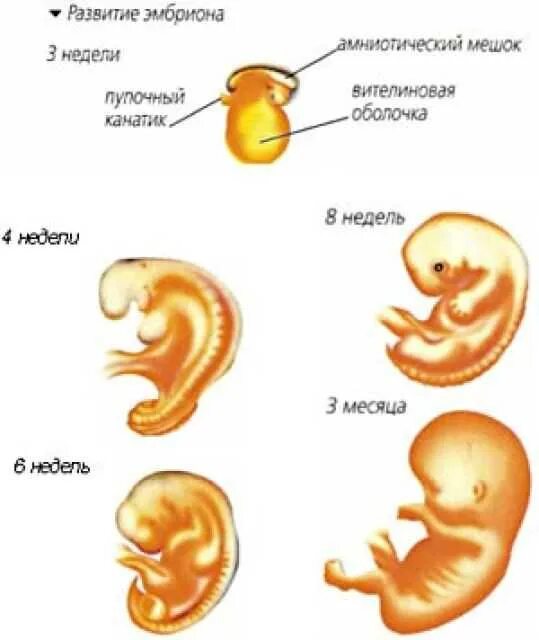 Периоды развития плода по триместрам. Первый триместр беременности по неделям плод. Беременность 1 триместр эмбрион. Развитие по неделям беременности 1 триместр.