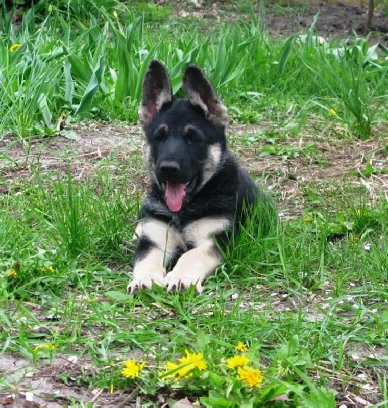 восточноевропейская овчарка щенки. восточно-европейская овчарка купить щенка в самаре. дальневосточная овчарка щенок. щенки восточно европейской даром. продажа щенков овчарки на авито во владимирской области.