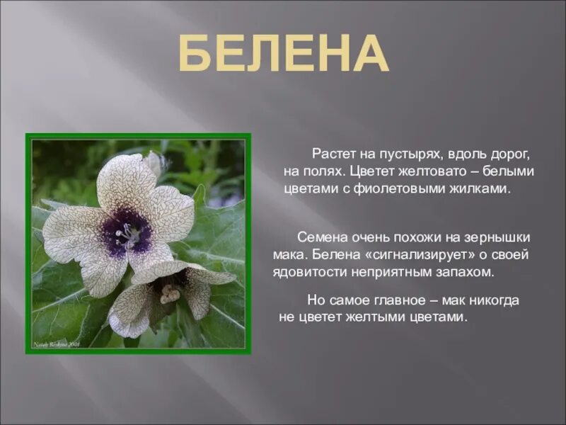Белена растение. Телеграмма хелена белена. Белена ядовитое растение. Ядовитые растения хабаровского края. Белена.