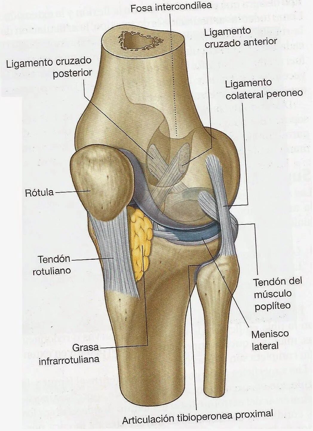 Коленный сустав соединение костей. Нижние конечности коленный сустав кости. Соединения костей голени межберцовый сустав. Соединение костей нижней конечности коленный сустав.