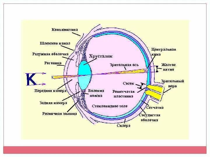 Строение глаза шлеммов канал. Шлеммов канал глаза анатомия. Шлеммов канал глазного яблока. Венозный синус склеры шлеммов канал.