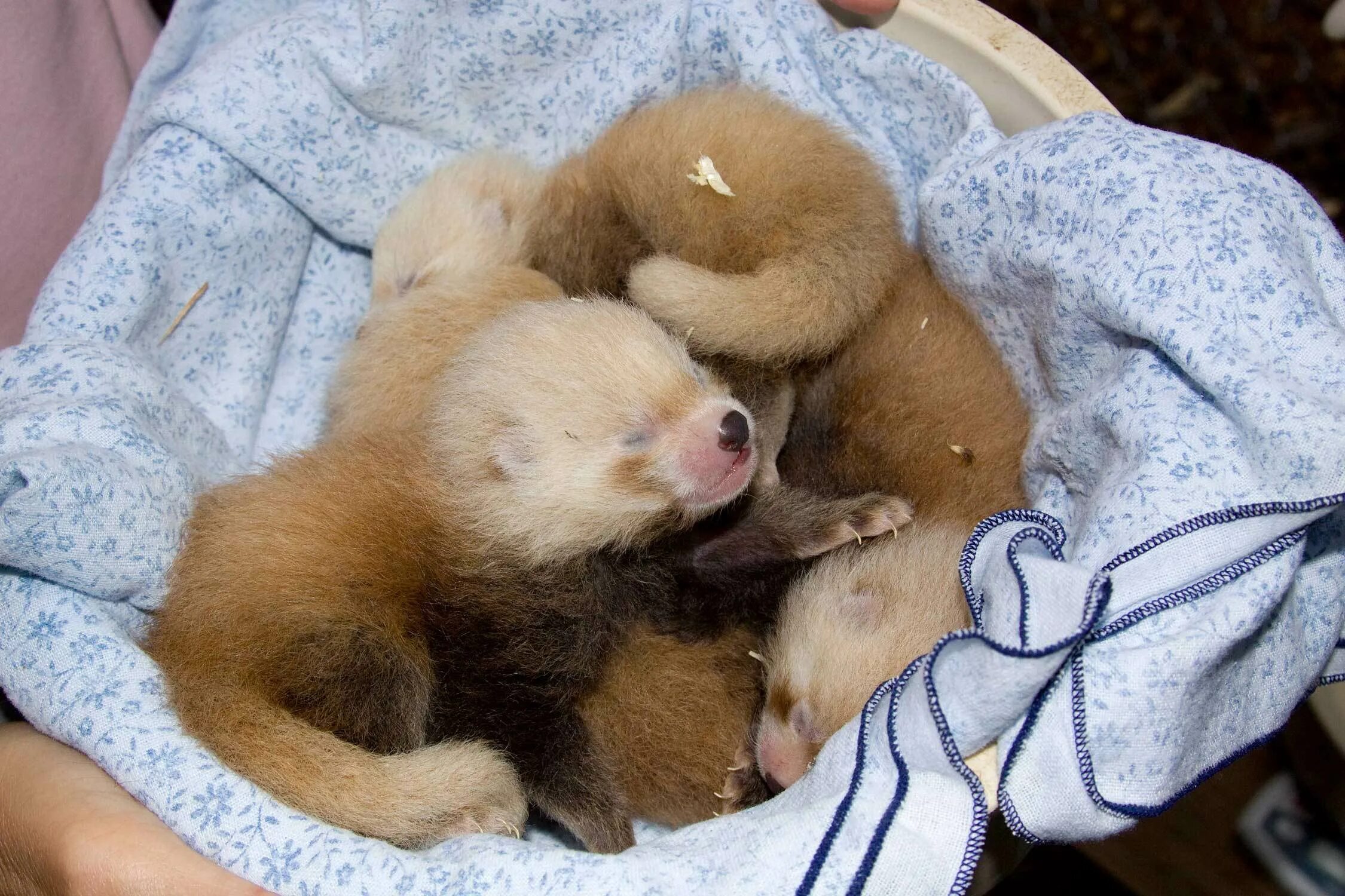 Панда сколько детенышей. Детёныш красной панды новорожденный. Красная Панда новорожденная. Новорожденные красные панды. Панда с детёнышем.